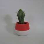 الصبارة الثالثة - Cactus