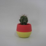 الصبارة الثامنة- Cactus