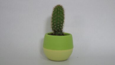 الصبارة العاشرة - Cactus